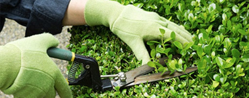 Pruning & Trimming Shrubs and Hedges | DreamWorks Trees