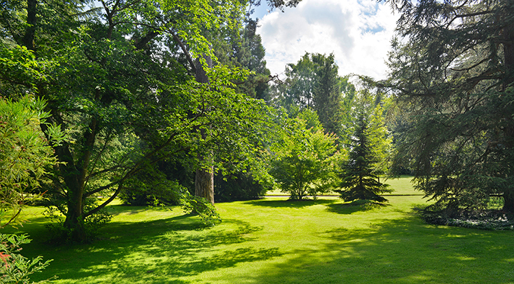 Land Clearing in Toronto