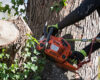 Top Signs That It’s Time for a Tree Removal