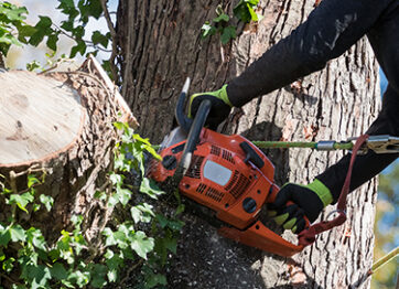 Top Signs That It’s Time for a Tree Removal