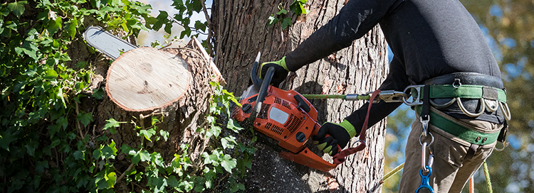 Top Signs That It’s Time for a Tree Removal