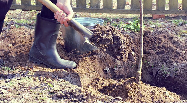 Professional Tree Planting Services