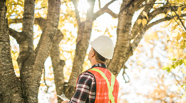 Expert Tree Care in Toronto